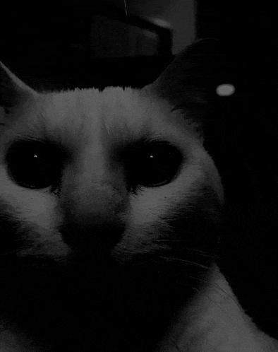 a close up of a cat 's face in a black and white photo