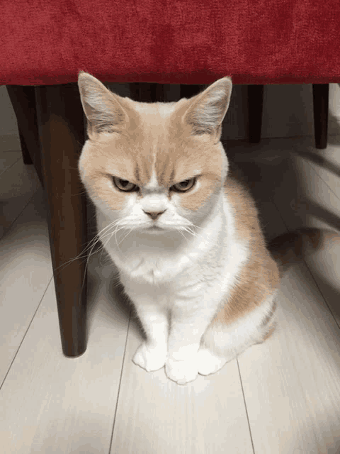 Angry Cute Cat Cat Meme