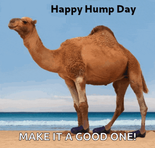 a picture of a camel on a beach with the words happy hump day make it a good one