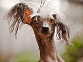 a hairless chinese crested dog with a very long neck and ears