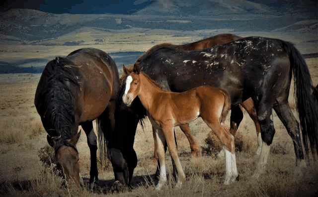 a herd of horses grazing in a dry grass field