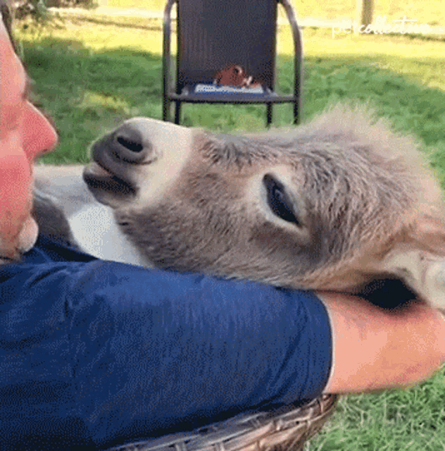 a donkey laying on a man 's lap with a chair in the background and the word pets written on the bottom