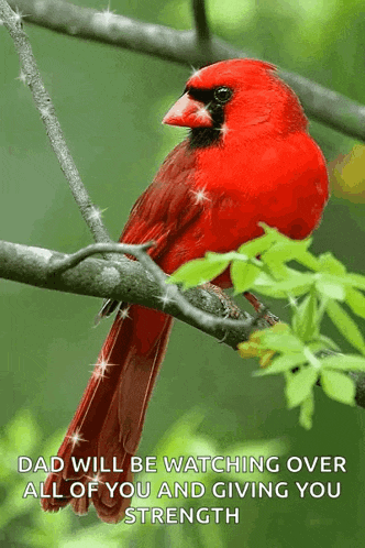 a red cardinal perched on a tree branch with a quote about dad watching over all of you and giving you strength