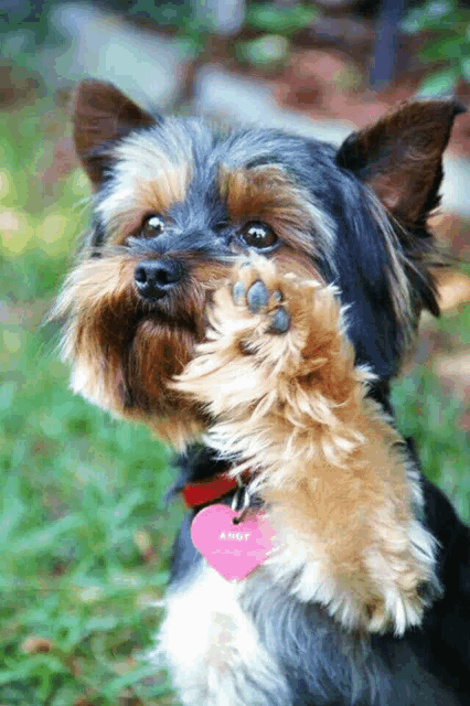 a yorkshire terrier with a pink tag that says andy