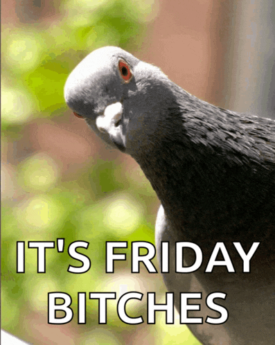 a pigeon with the words it 's friday bitches on the bottom