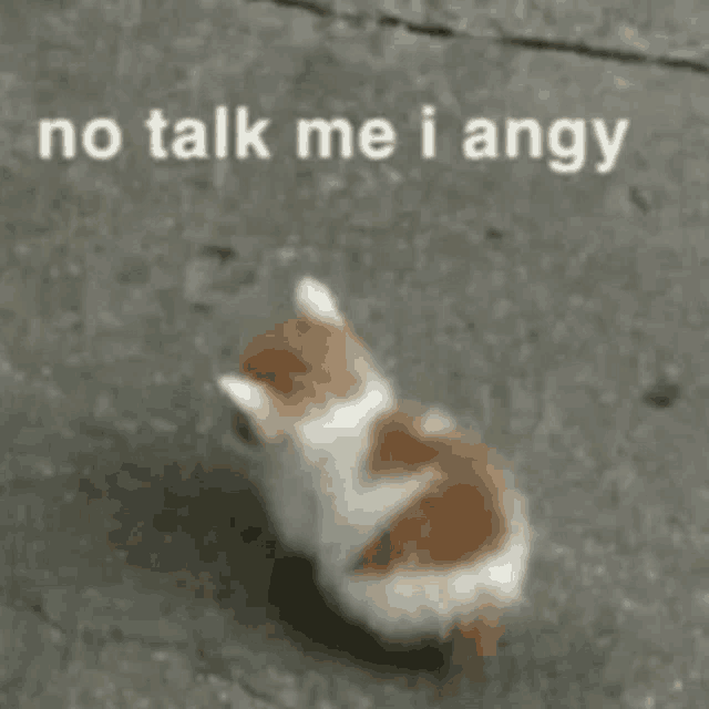 a small brown and white kitten is walking on a sidewalk with the words `` no talk me i angy '' written on it .