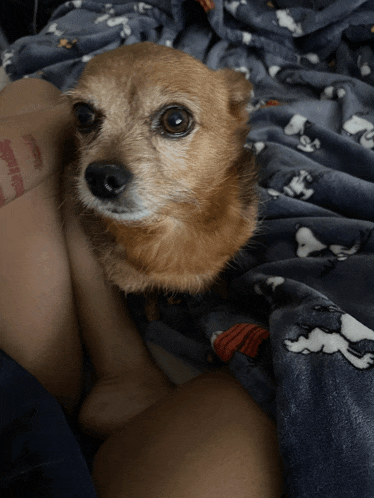 a small brown dog is laying on a person 's lap with a blanket that says snoopy on it