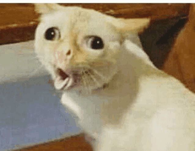 a close up of a white cat with its mouth open and a surprised look on its face .