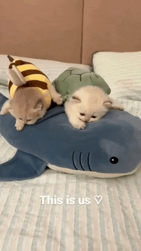 two cats are sitting on top of a stuffed shark .