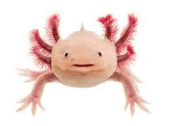 a close up of a pink axolotl on a white background looking at the camera .