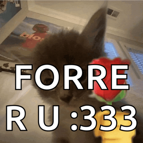 a picture of a kitten with the words forre ru 333 on it