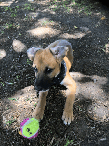 a puppy is playing with a pink and yellow ball with paw prints on it