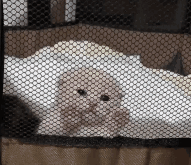 a kitten is sitting in a crib behind a fence .