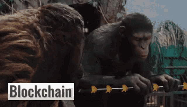 two chimpanzees are standing next to each other in a cage with the word blockchain below them