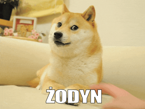 a dog laying on a couch with the word zodyn written on the bottom