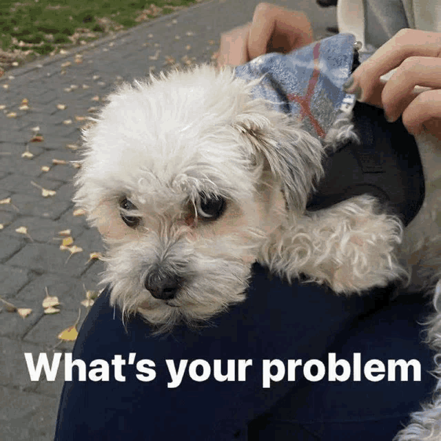 a person is holding a small white dog with the words what 's your problem written below it