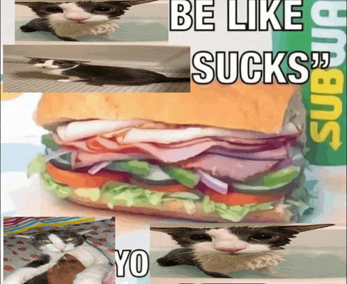 a collage of cats and a subway sandwich that says be like sucks yo