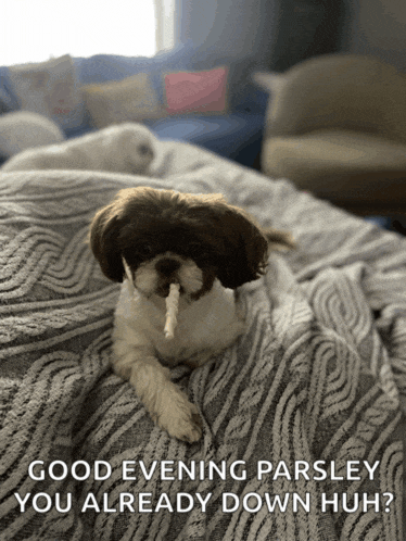 a shih tzu dog laying on a bed with a stick in its mouth and the caption good evening parsley you already down huh