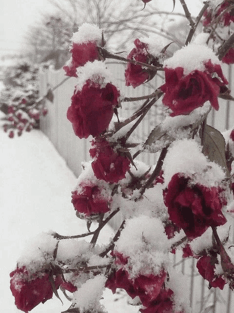 a bunch of red roses with snow on them