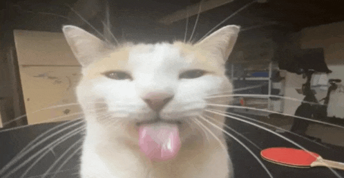 a cat sticking its tongue out next to a ping pong racket