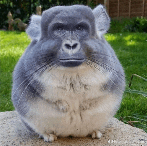 a picture of a monkey with a chinchilla body