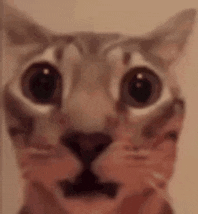 a close up of a cat 's face with big eyes and a surprised look on its face .