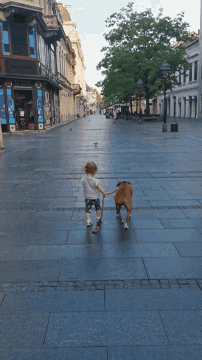 a boy walking a dog on a sidewalk in front of a building that says ' a & a ' on it