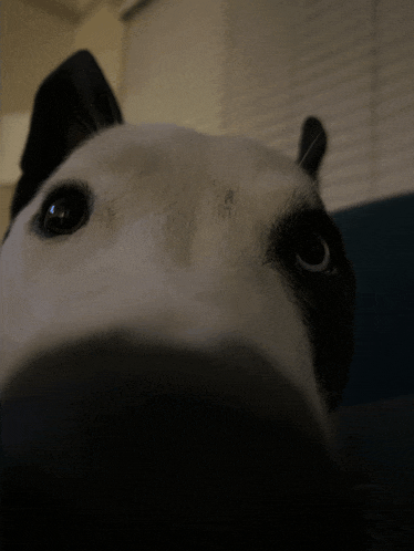 a close up of a black and white dog 's eyes