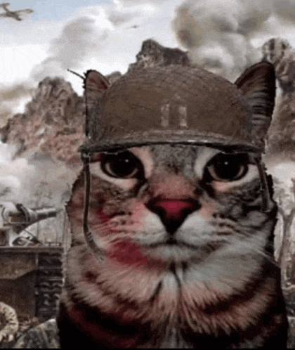 a cat wearing a military helmet with the number 11 on the front