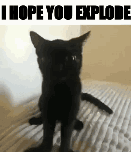 a black cat sitting on a bed with the words " i hope you explode " below it