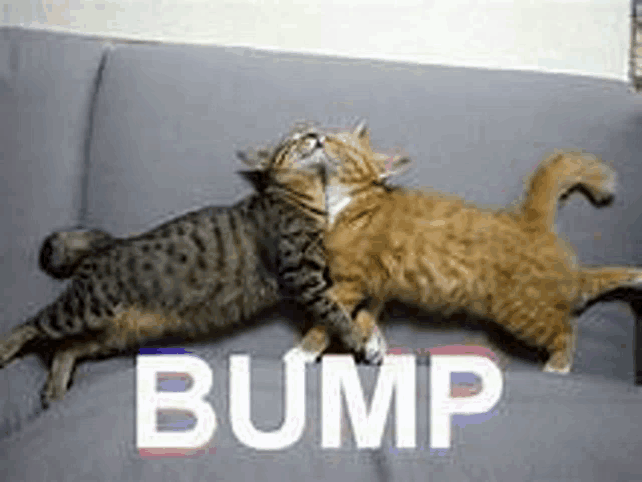 two cats are laying on a couch with the word bump in the corner .