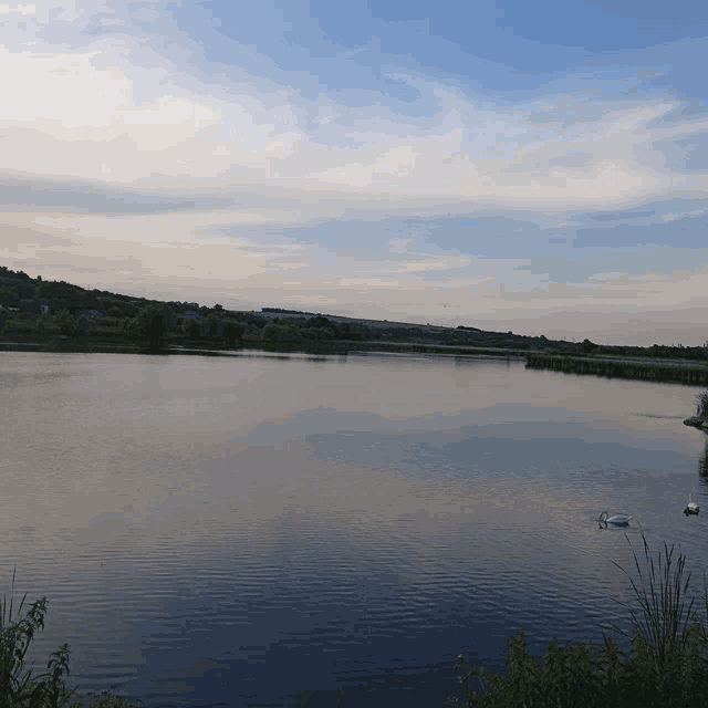 two swans are swimming in a lake with a blue sky in the background