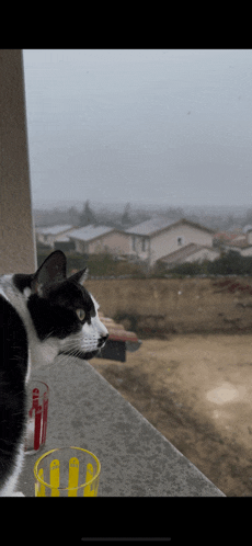 a black and white cat sitting on a balcony looking out over a residential area