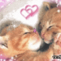 two kittens are kissing with a heart in the background .