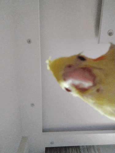 a close up of a bird with its mouth open looking up at the ceiling