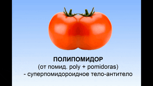 a picture of two tomatoes on a blue background with the words polipomomidop on the bottom