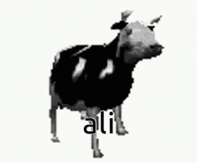 a black and white cow is standing on a white background and has the word ali on it .