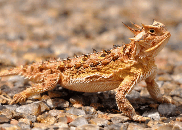 a lizard with horns is standing on rocks