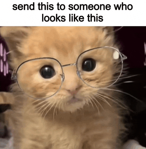 a kitten wearing glasses with a caption that says send this to someone who looks like this