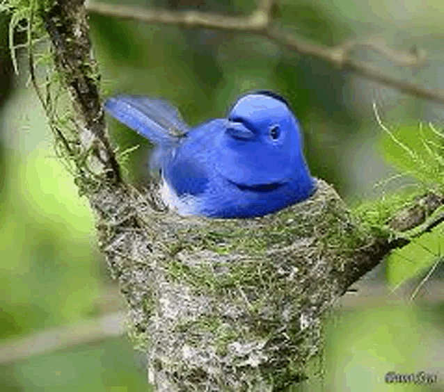 a blue bird is perched on top of a nest on a tree branch .