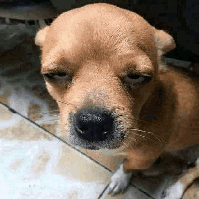 a small brown dog is sitting on a tiled floor looking at the camera .