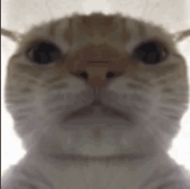 a close up of a cat 's face with a blurred background