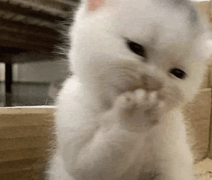 a white kitten is licking its paws while sitting on a wooden table .