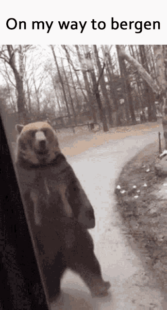 a bear is standing on its hind legs in front of a sign that says " on my way to bergen " .