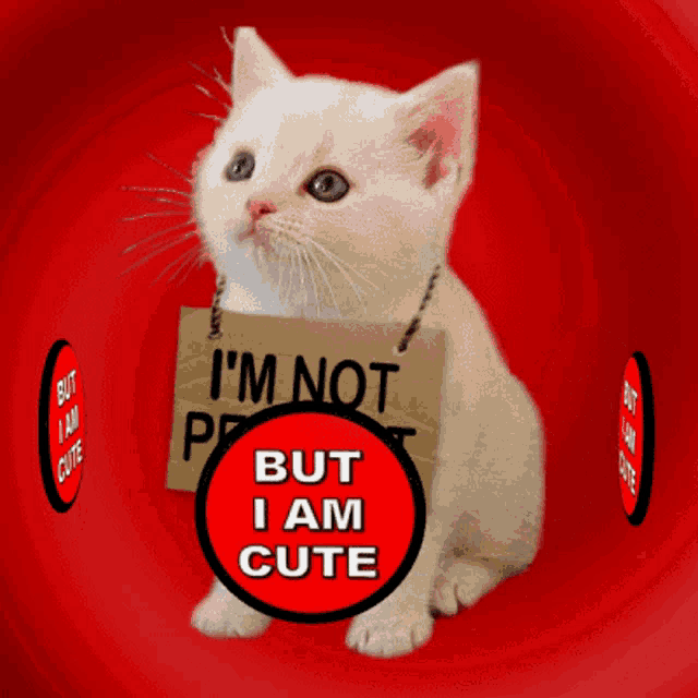 a kitten is holding a sign that says i 'm not perfect but i am cute