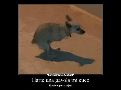 a dog is standing on its hind legs on a tiled floor with a caption that says harte una gayola mi cuco