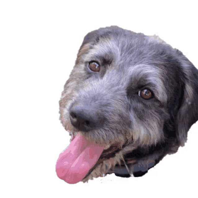 a close up of a dog 's face with its tongue out