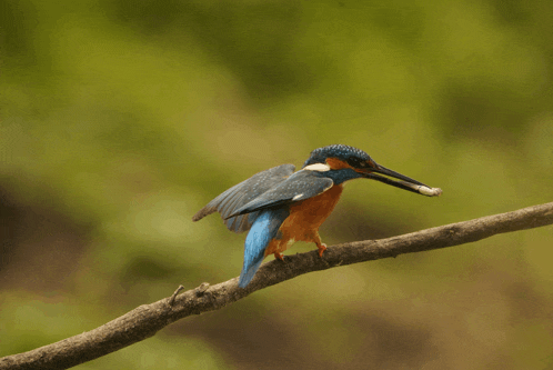 a blue and orange bird perched on a branch with a bug in its beak