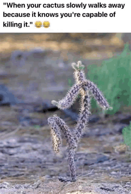 a picture of a cactus with the caption " when your cactus slowly walks away