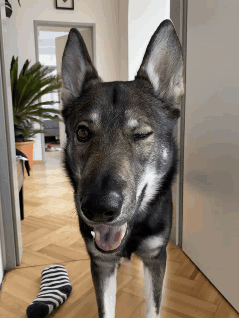 a dog winks at the camera while standing next to a pair of striped socks on the floor